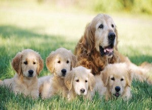 Insurance for Breeding Dogs